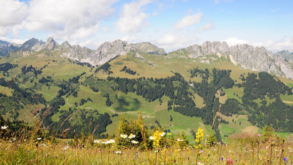 Bunte Sommerwiese mit imposanter Bergwelt im Hintergrund.