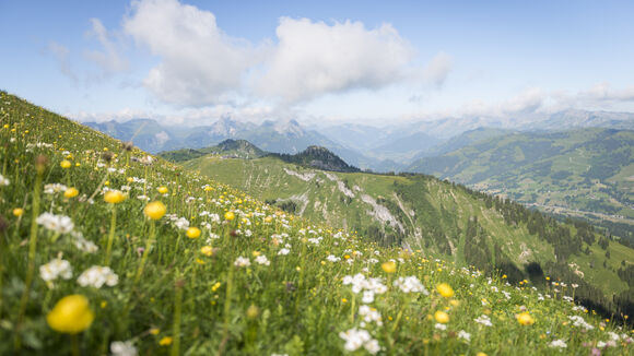 farbenfrohe Blumenwiese mit Weitblick über die Alpen.